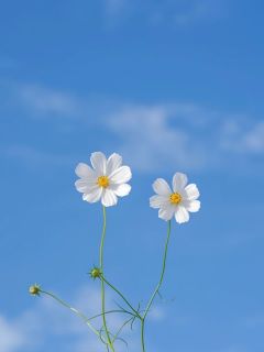 免费试读主角凌阙玉衡小说