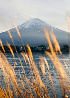 成为替身后,白月光回来了顾云繁宋京全章节在线阅读